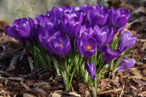 Crocus, flowers of the spring Stock-Fotos