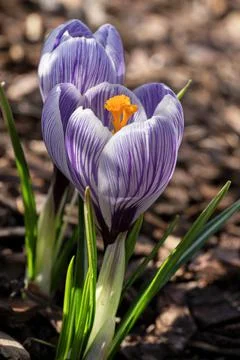 Crocus, flowers of the spring Stock Photos