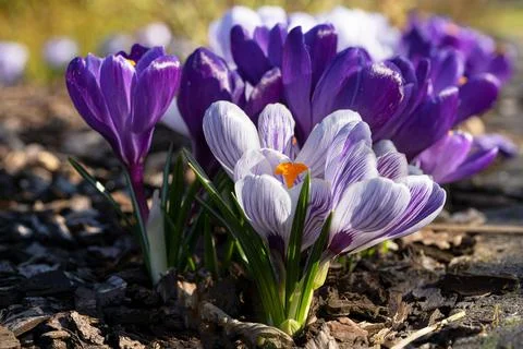Crocus, flowers of the spring Stock Photos