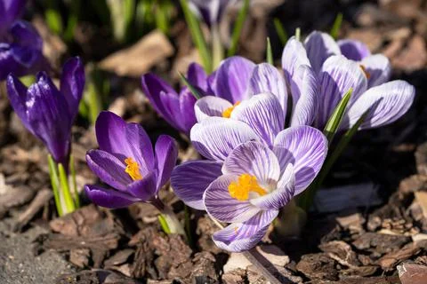 Crocus, flowers of the spring Stock Photos