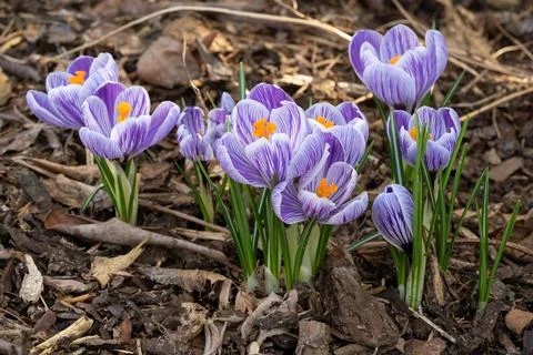 Crocus, flowers of the spring Stock Photos