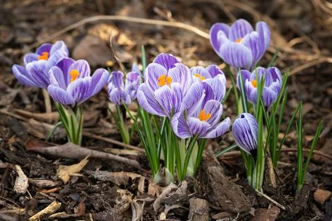 Crocus, flowers of the spring Stock Photos