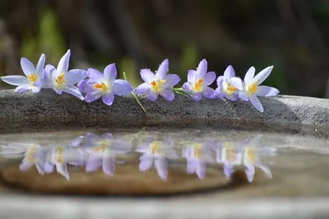 Crocus flowers in spring Stock Photos