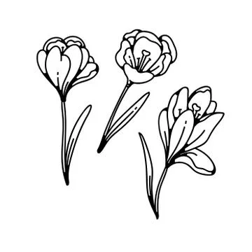 Crocus flowers spring primroses set outline black white sketch illustration. Stock Illustration