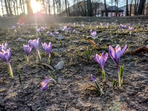 Crocus flowers in the spring - Romania Фото