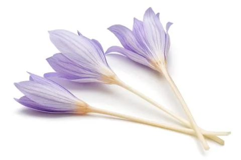 Crocus flowers on white background Stock Photos