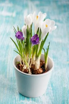 Crocus flowers in the white pot Stock Photos