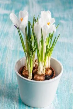 Crocus flowers in the white pot Stock Photos