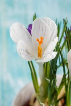 Crocus flowers in the white pot Stock Photos