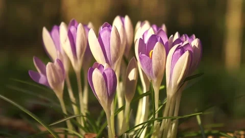 Crocus Flowers in the Wild. Crocus Wild Flowers in the Spring Woodland Stock Footage 306849172