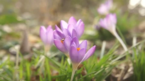Crocus Flowers in the Wild. Crocus Wild Flowers in the Spring Woodland Video stock 306849173