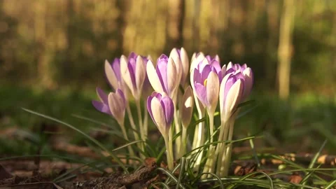 Crocus Flowers in the Wild. Crocus Wild Flowers in the Spring Woodland Stock Footage 306849174