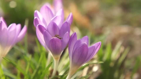 Crocus Flowers in the Wild. Crocus Wild Flowers in the Spring Woodland Video stock 306849175