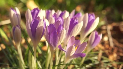 Crocus Flowers in the Wild. Crocus Wild Flowers in the Spring Woodland Video stock 306849236
