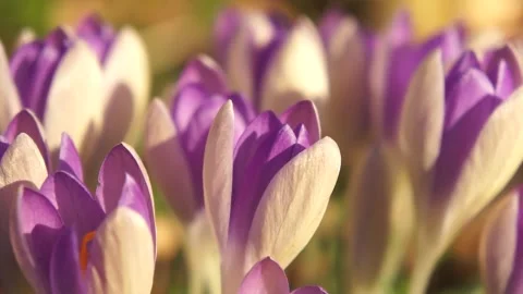 Crocus Flowers in the Wild. Crocus Wild Flowers in the Spring Woodland Video stock 306849288