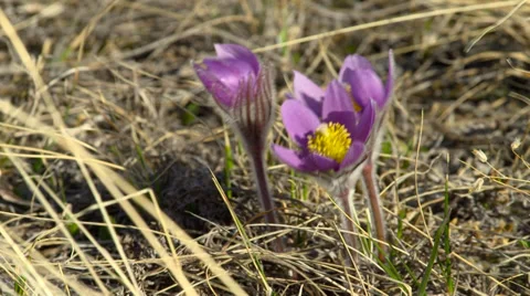 Crocus Flowers in wind Video stock 34146590
