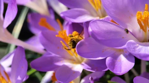 Crocus flower.Spring flora. First spring flowers Stock Footage 296117038