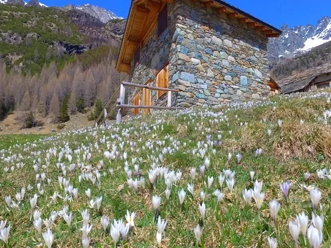 Crocus - Flowery meadow in mountain Stock Footage 74405271