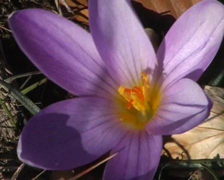 Crocus Stock Footage 63742