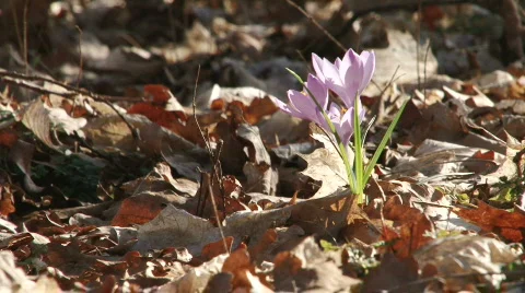 Crocus Stock Footage
