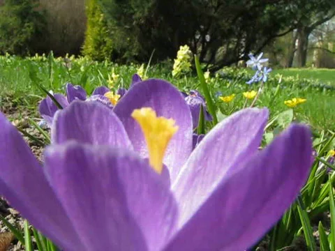 Crocus Video stock 707078