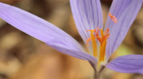 Crocus Stock Footage 920785