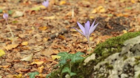 Crocus Stock Footage 920821
