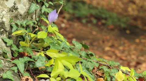 Crocus Stock Footage 920843