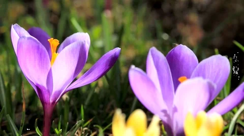 Crocus Video stock 1543642