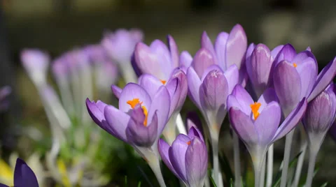 Crocus 動画素材 35346897