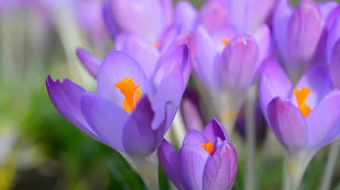 Crocus Stock Footage 35346911