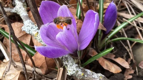 Crocus Stock Footage 90722136