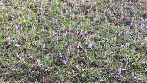 Crocus Stock-Footage 124956189
