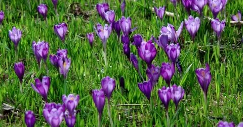 Crocus is a Genus of Flowering Plants in the Iris Family Stock Footage 61686308