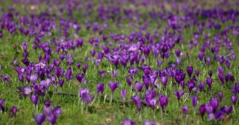 Crocus is a Genus of Flowering Plants in the Iris Family Stock Footage 61691247