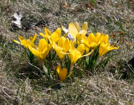 Crocus on a glade Stock Photos