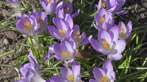 Crocus on a glade in a sunny day Stock Footage 105480068