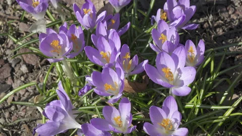 Crocus on a glade in a sunny day Stock Footage 105482085