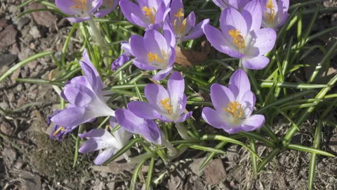 Crocus on a glade in a sunny day Stock Footage 105482371