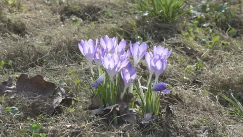 Crocus on a glade in sunny spring day Stock Footage 99757779
