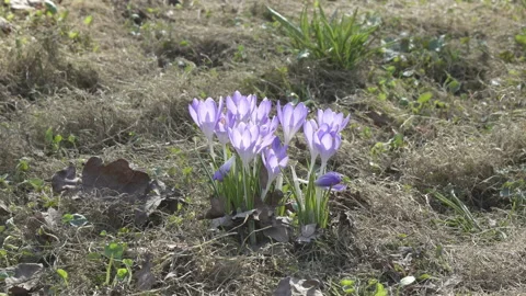 Crocus on a glade in sunny spring day Video stock 99760576