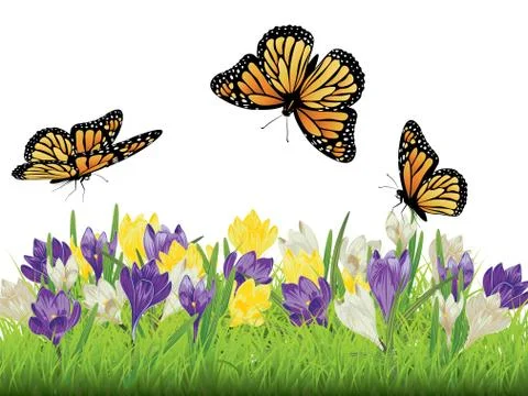 Crocus in the Grass Stock Illustration