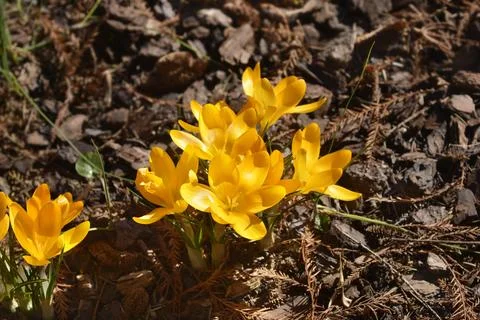 Crocus Grosse Gelbe Stock Photos
