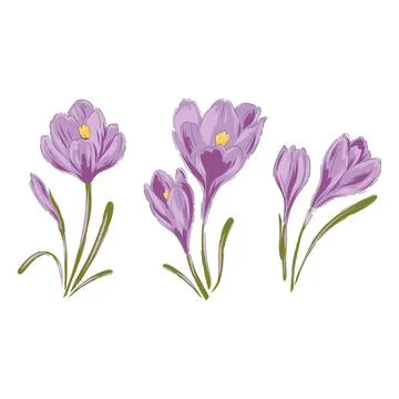 Crocus hand drawn vector illustration set Stock Illustration
