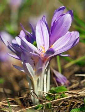 Crocus Heuffelianus Foto stock