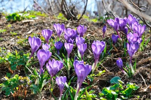 Crocus on hill Stock Photos