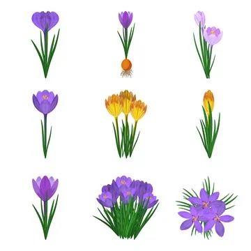 Crocus icons set cartoon vector. Blossom flower Stock Illustration