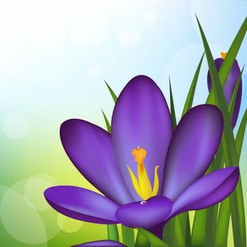 Crocus Stock Illustration