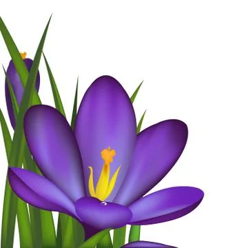 Crocus Stock Illustration