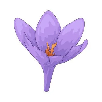Crocus illustration 스톡 일러스트